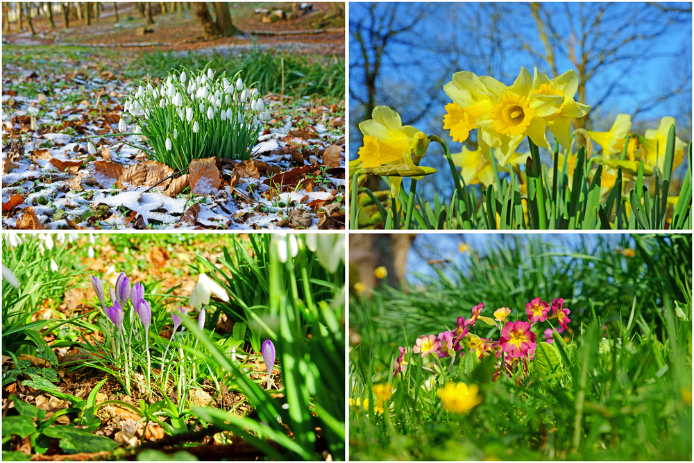 Where to Find Spring’s First Flowers Near Stroud