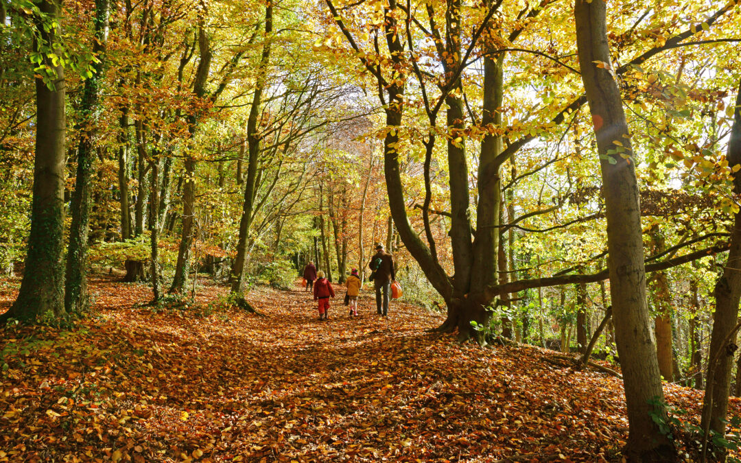 Autumn Tree Hugging Near Painswick